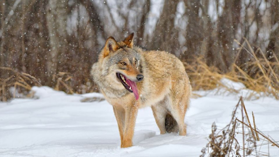 ����������� ������ ������, ������!