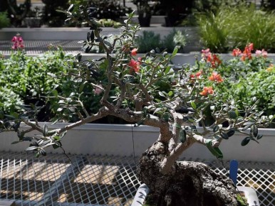 Как вырастить оливу дома: секреты и советы