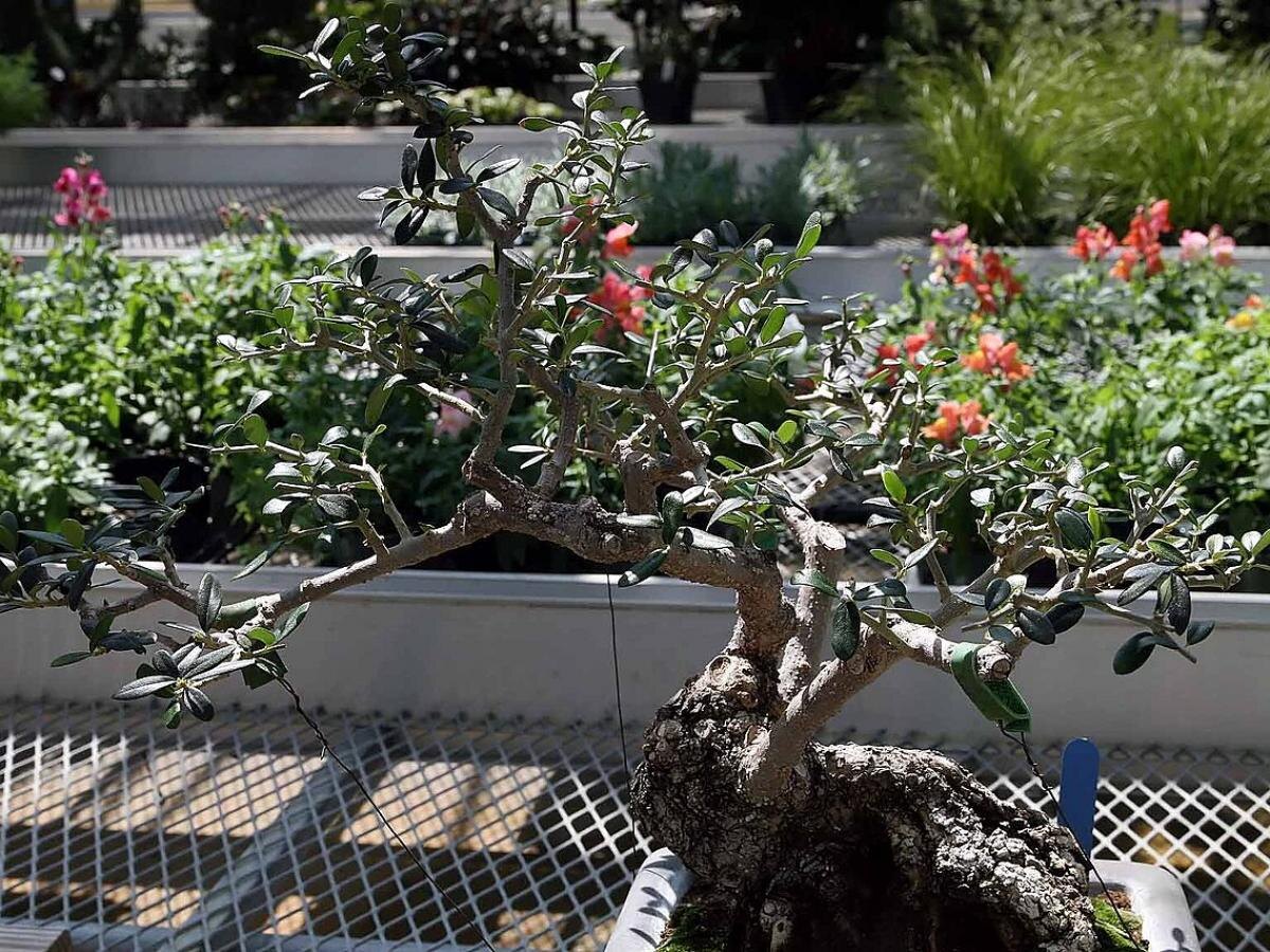 Как вырастить оливу дома: секреты и советы