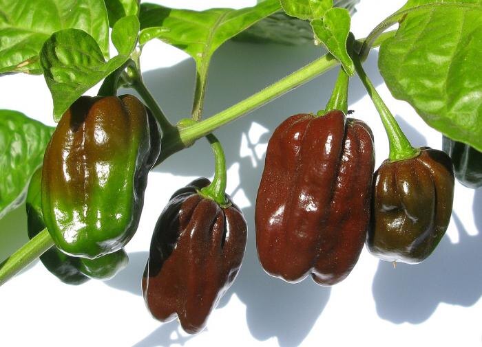 Как ухаживать за перцем в июле: секреты для заботливых огородников