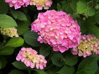 ��� ����������� ��������� � ����: ������, ������ � �����