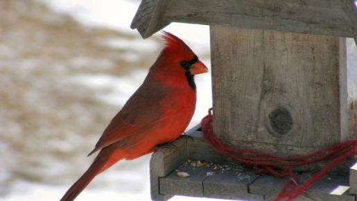 ������ ����� ���������� � ��������� ��� ���� �� ����?