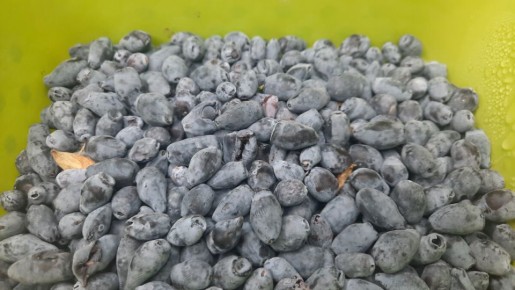 ��� ��������� ��������� �� ����: ������ � �������