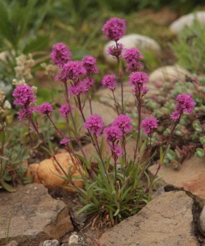 ���������� ������� �����������: ����� ������� ��� ������ �������