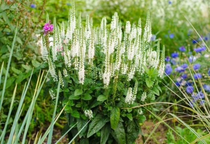 �������� ����������: ����� ������� ��� ������ ����