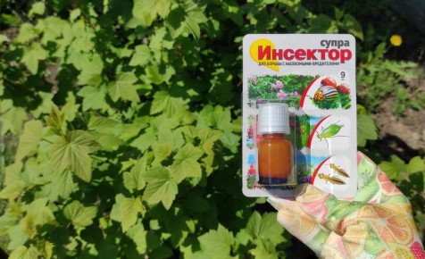 ����������� ������ �������� � ������� �������� �����: ��� �������� ����������