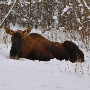 ���������� ��������� ��������� ���� �� �������� �����