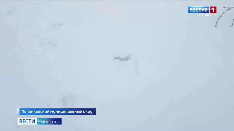 ��� ������, ���� �����, ������ ������ � ��� �����-������