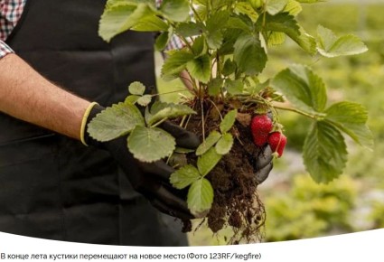 ��� ���������� ���������� �������� � �������: ������ � ������������