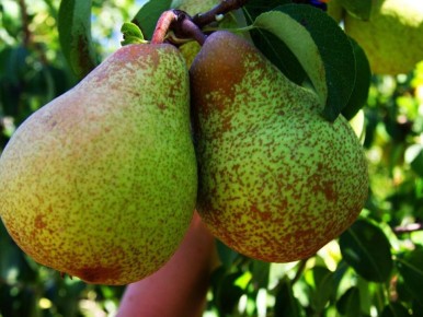 ��� ������������ ��������� �����: ������� ���������