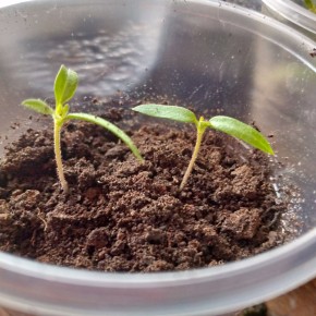 ������ ������ ������ � ������: ��� ������� ������� � ��� � ���� ������