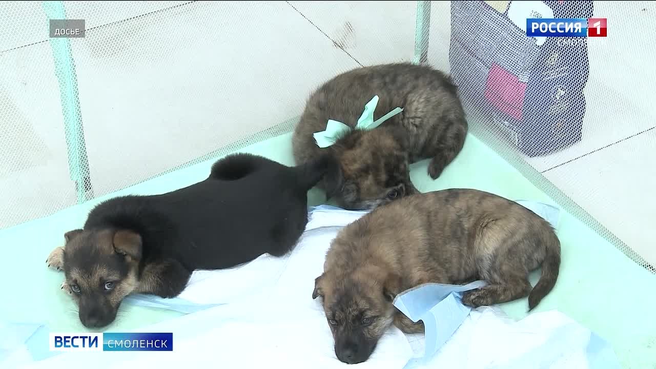 Смолян приглашают принять участие в выставке-раздаче бездомных животных «Путь домой»