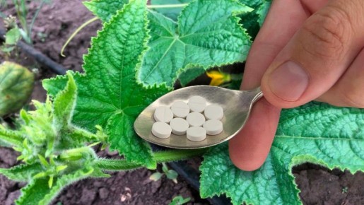 ������� ����� �� ��������, ������� �������� ������ ���