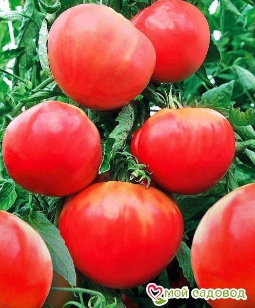 ����� ������ ������: ��� �������� ������� ������ �� ��������� �����