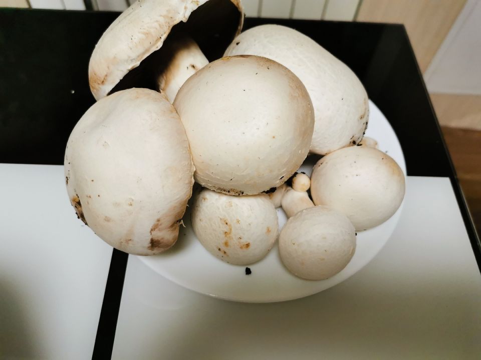 Выращивание грибов в домашних условиях: от идеи до урожая