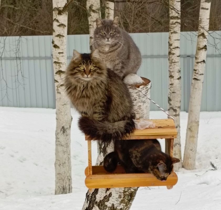 ������ ����, ������!. � ������ �� ��� �������: ��� �� ���� ���������