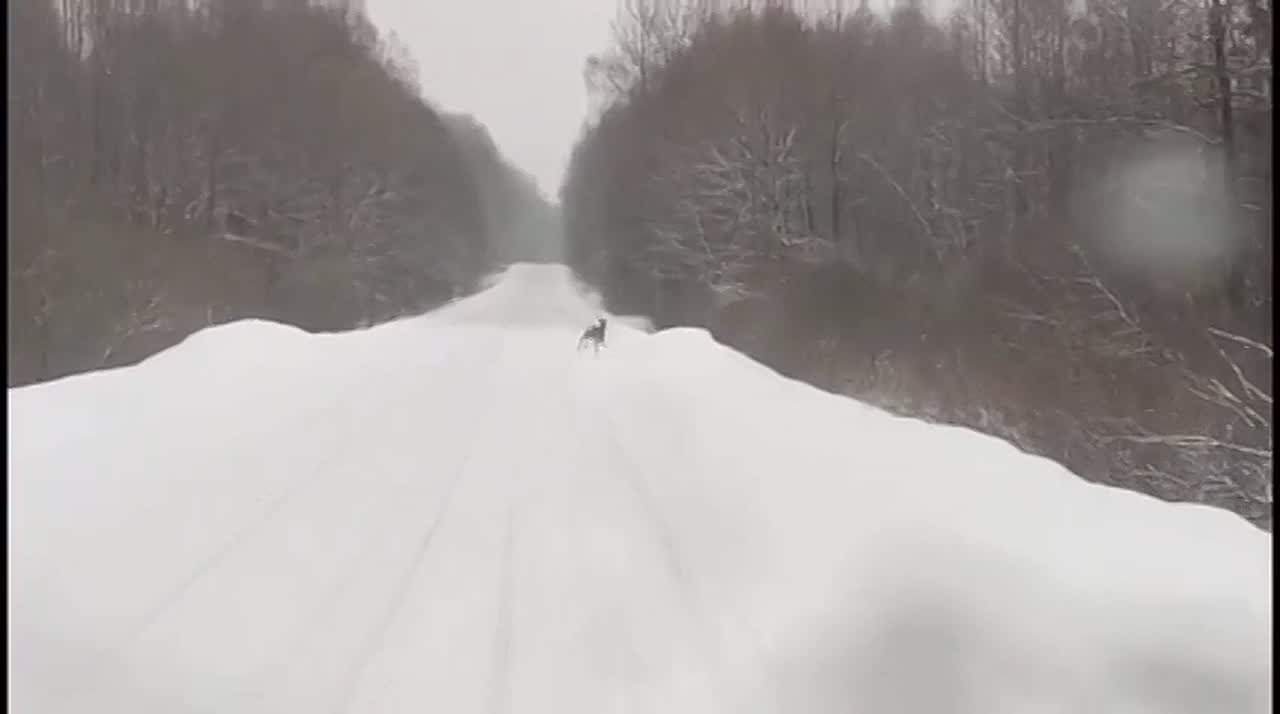 Смолян предупреждают о выходе диких животных на дорогу