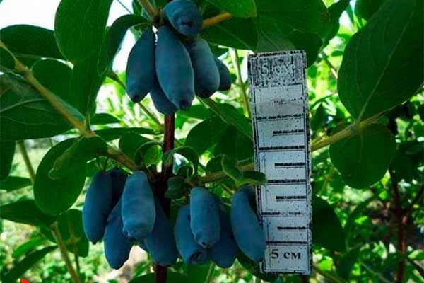 ��������� �����: ������ ����� � �������� � �����