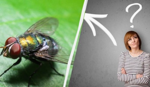 Как всего за день избавиться от мух на кухне: три проверенных решения