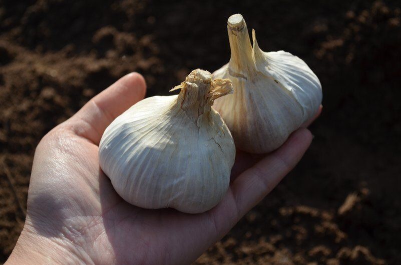 ����������� ������ ��������� ������� ����� ������ ��������