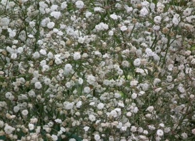 Секреты гипсофилы: как оживить ваш сад всего за 3 простых шага