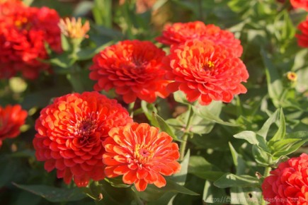 Секреты успешного посева циний: Как добиться яркого цветения