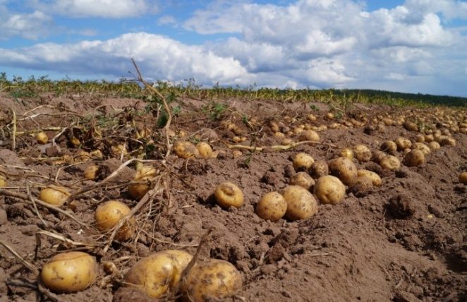 ������ ��� ������ �������� ��� �������: ��� ����� �����