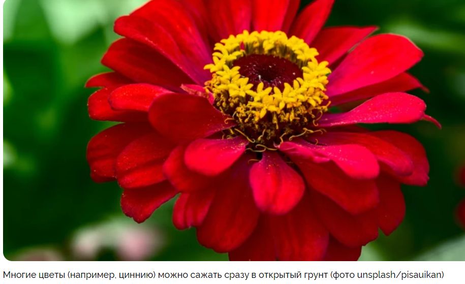 Когда и как сажать цветы прямо в грунт