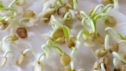 Как прорастить семена перца с идеальным результатом: секреты от агронома