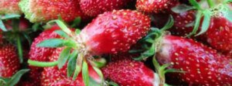 Секреты успешного выращивания земклуники: как выбрать сорта и ухаживать за ягодами