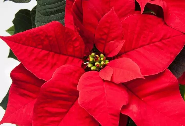 Как заботиться о пуансеттии: советы по уходу за Рождественской звездой