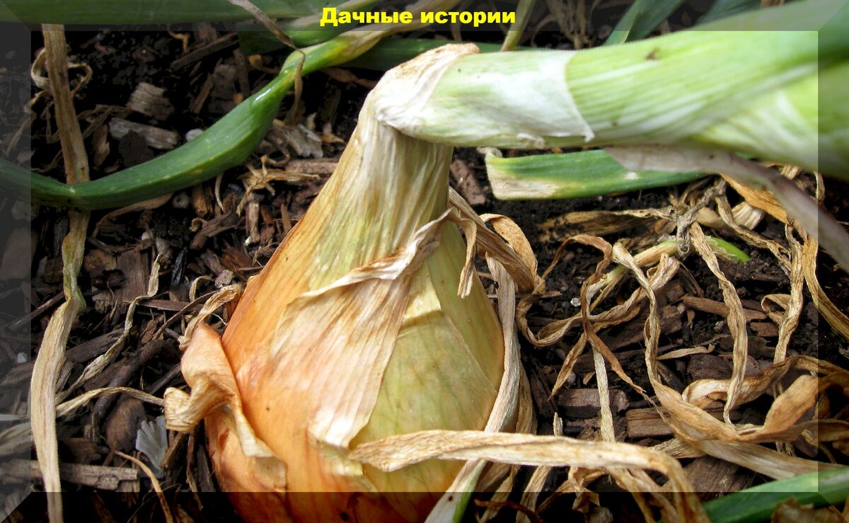 Ты знаешь, как вырастить идеальный лук? Попробуй эти простые советы!