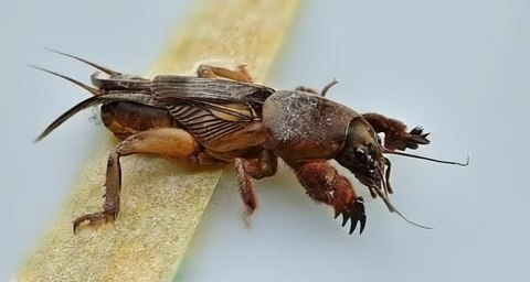 Как избавиться от медведки: проверенный метод пивной ловушки