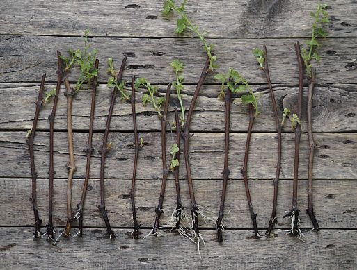 ��� ���������� ���������� ��������������: ������ �� ������������