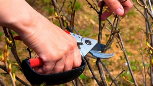 Тонкости осенней обрезки ягодных кустарников для будущего урожая