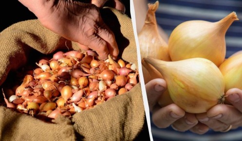 ������ ����� ��������: ��� ��������� �������� ������ ��� ����� ��������