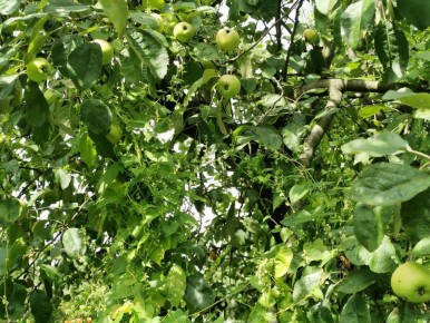 Сорняк, который сделает ваш сад джунглями: гречишка вьюнковая