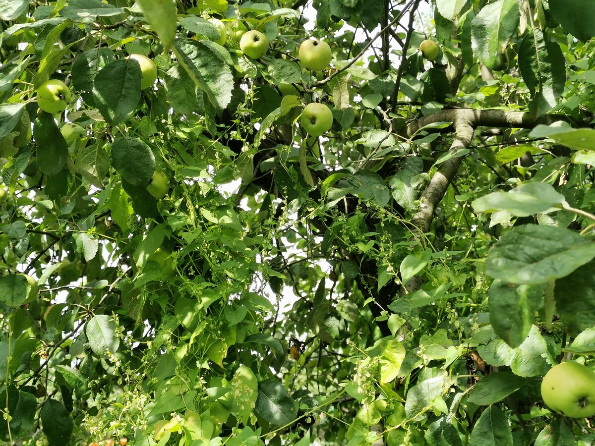 Сорняк, который сделает ваш сад джунглями: гречишка вьюнковая