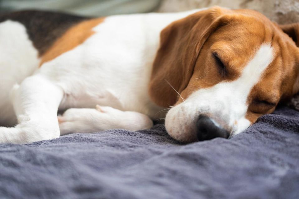 ������ ���� ������ ������������ ����� �� ����� ������: ��������� ���������� �������