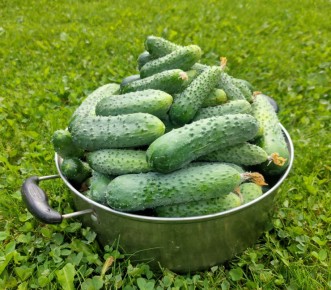 Секреты успеха: какие огурцы и помидоры ждут нас в новом сезоне