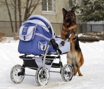 Как сохранить гармонию между новорожденным и домашними любимцами