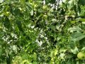 Сорняк, который сделает ваш сад джунглями: гречишка вьюнковая