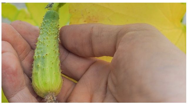 ��� ��������� ������ ������� � ��������: ������ �� ������ � ��������� � ������