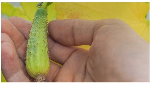 Как сохранить урожай огурцов и кабачков: советы по борьбе с желтизной и гнилью