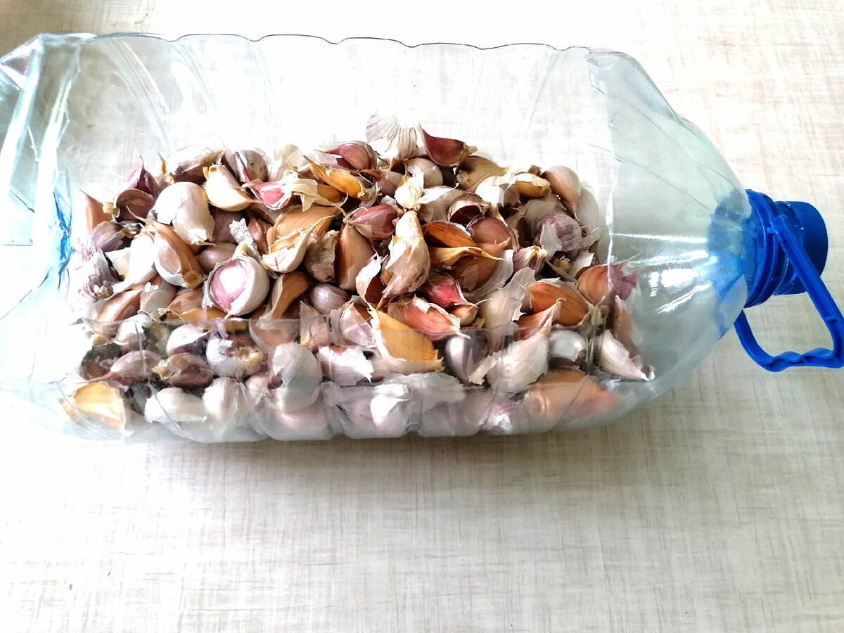 Подготовка озимого чеснока: секреты успешного урожая