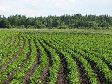 Как восстановить почву после картошки для лучшего урожая