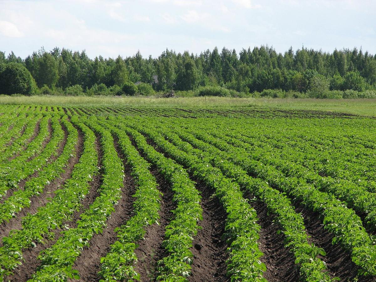 Как восстановить почву после картошки для лучшего урожая