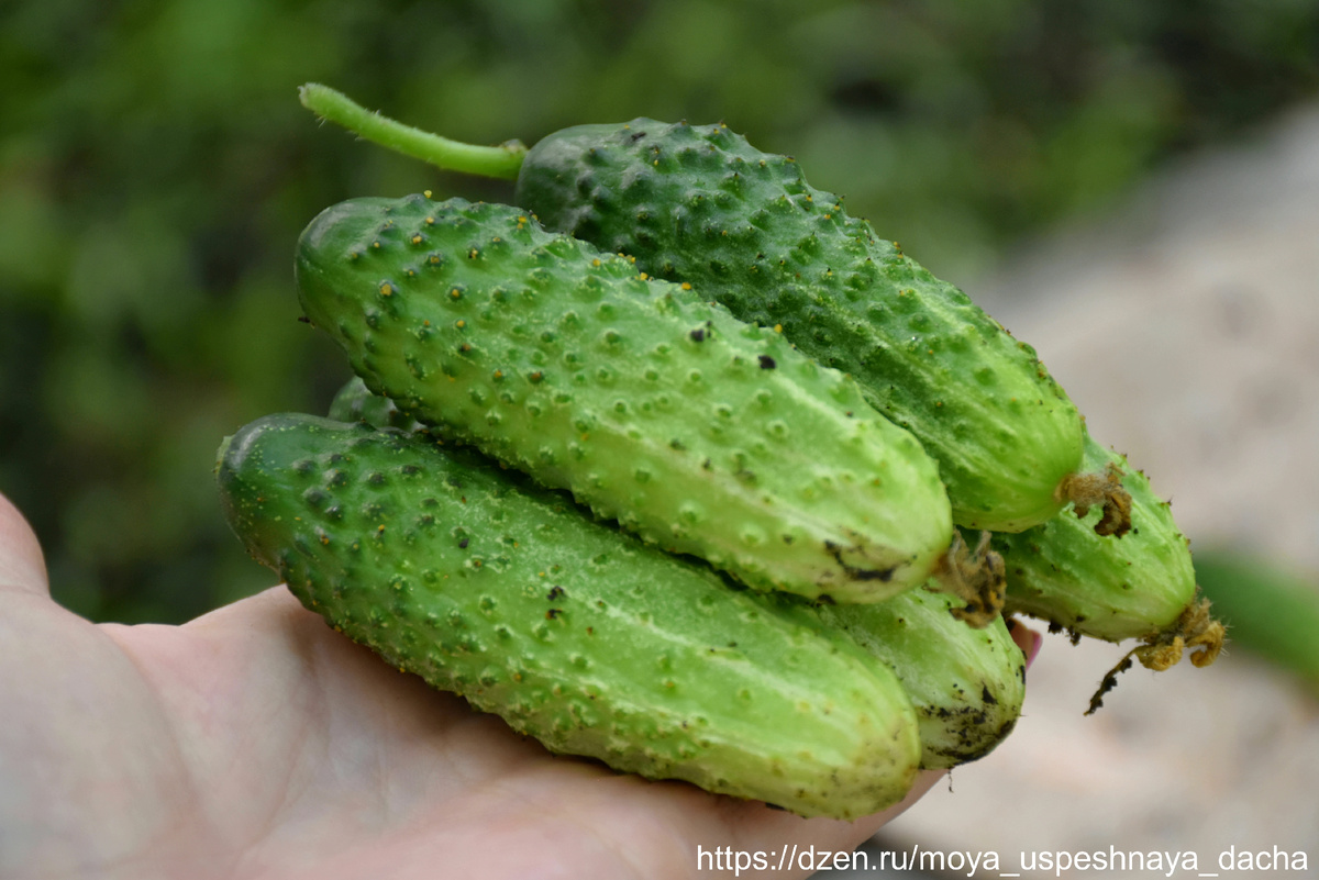 Удивительный огурец, который изменит ваше мнение о дачных культурах