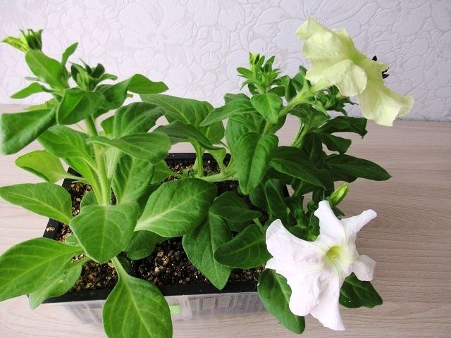 �������� ���������� �������: ������� ��� ���������� ����������