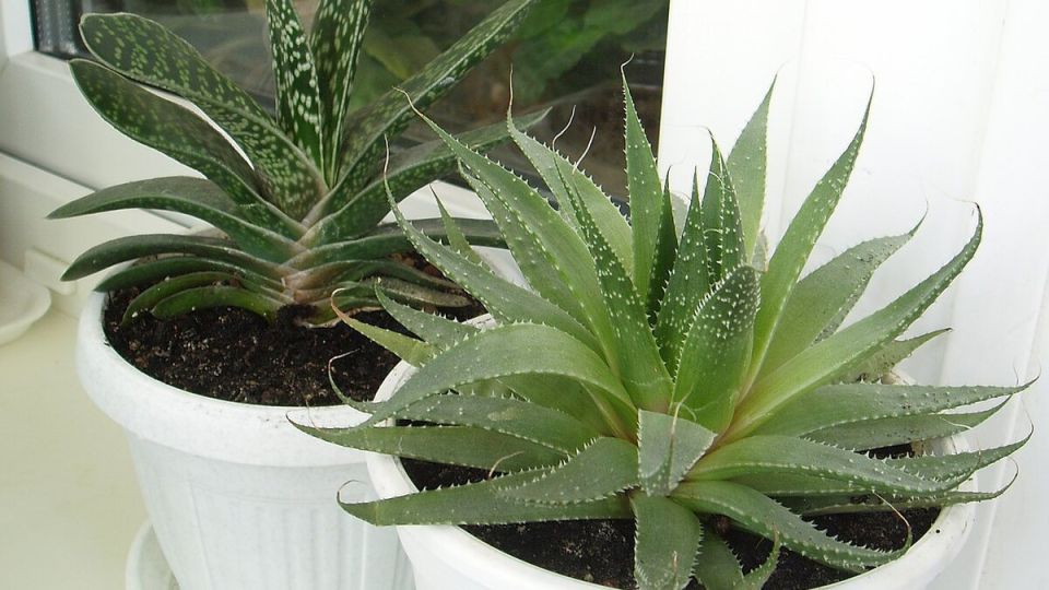 ��� ������� ��������� ����� ��� ������ ��������